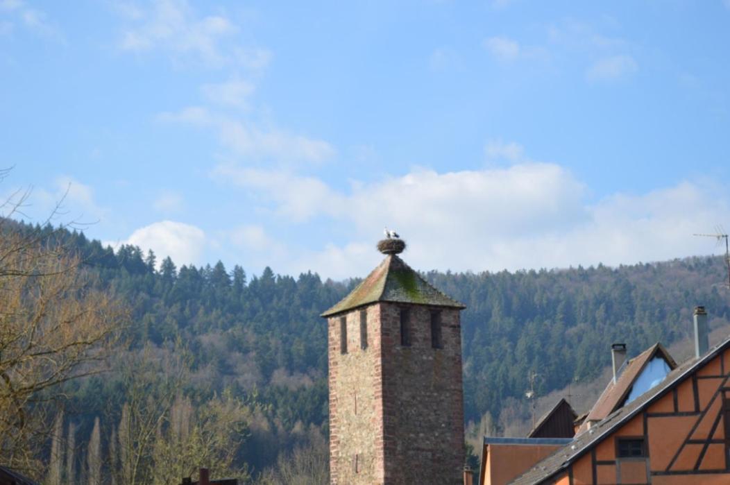 Coeur D'Alsace Daire Kaysersberg-Vignoble Dış mekan fotoğraf